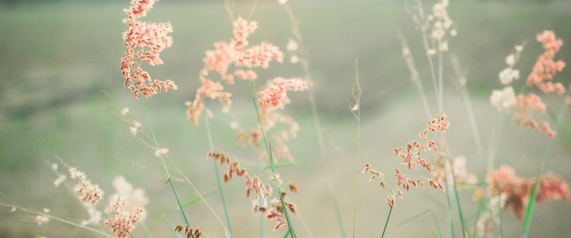 pink flowers in meadow