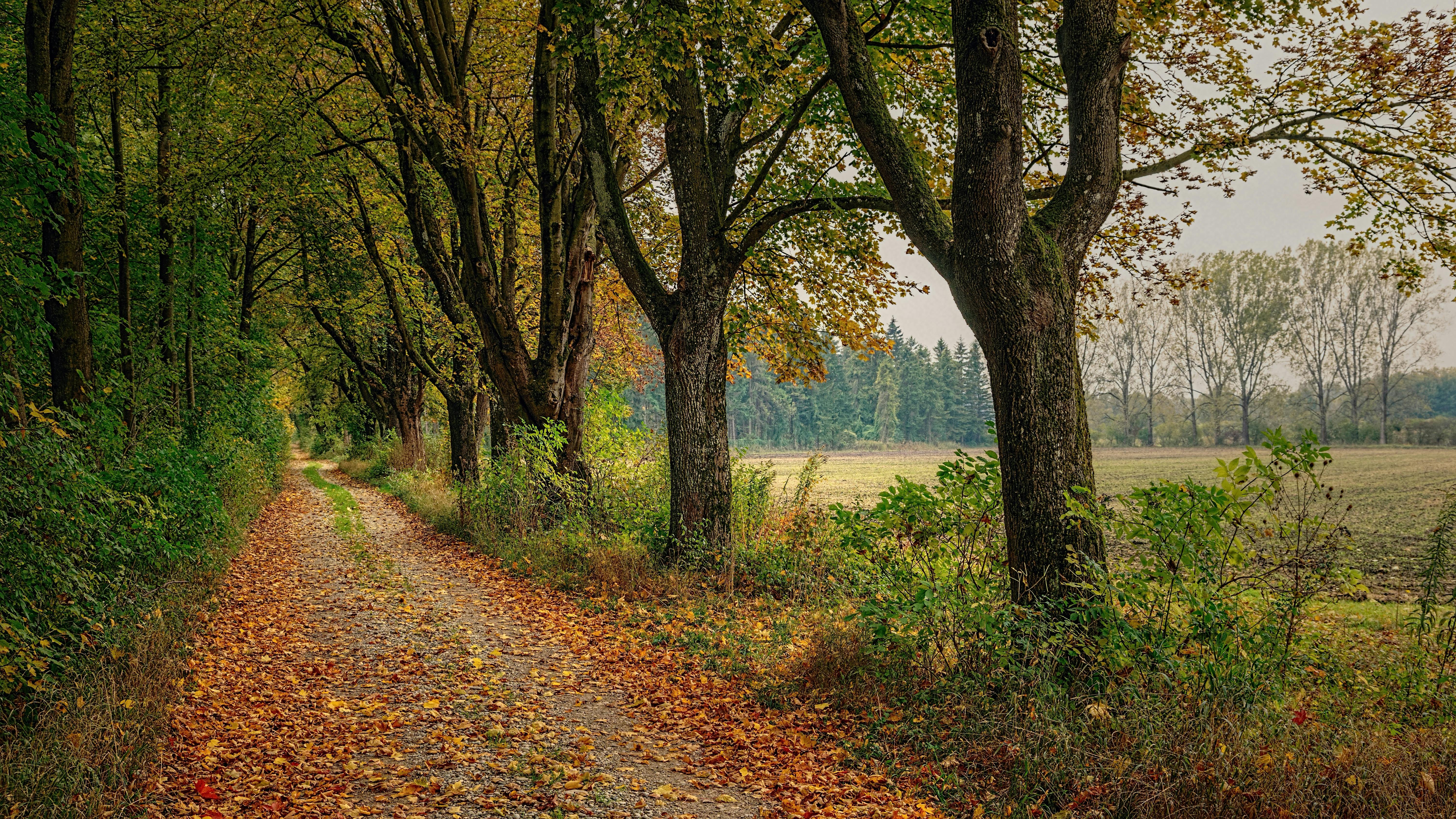 forest in fall